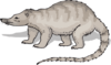 Gray Coatimundi Clip Art